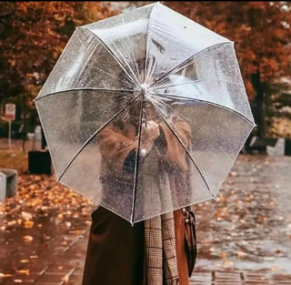 چتر شیشه ای تمام شفاف عصایی